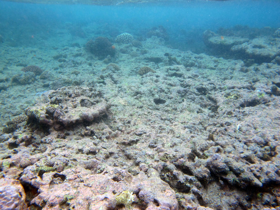 Crustose coralline algae build a shallow ridge (algal ridge) on a coral reef in Moorea, French Polynesia. CSUN marine biologist Robert Carpenter and a former student, Maggie Johnson, found that increasing the amount of nitrogen helps the algae fight off the negative effects of ocean acidification. Photo courtesy of Maggie Johnson.