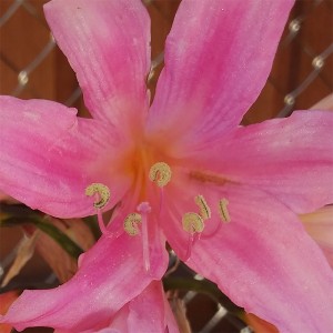Amaryllis belladonna flower