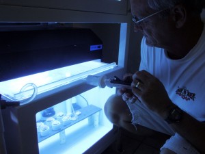 Robert Carpenter injects nutrients into laboratory aquaria to test the combined effects of nutrient enrichment and ocean acidification on a crustose coralline alga. Photo courtesy of Maggie Johnson.