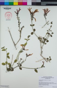 One of digitized images from CSUN's herbarium collection. Photo courtesy of Paul Wilson