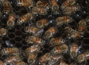 Honey bees in a hive. Photo courtesy of Brenda Kanno.