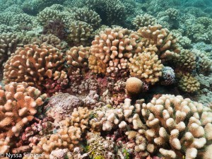 Coral Reef photographed in Mo'orea, French Polynesia. Photo courtesy of Nyssa Silbiger