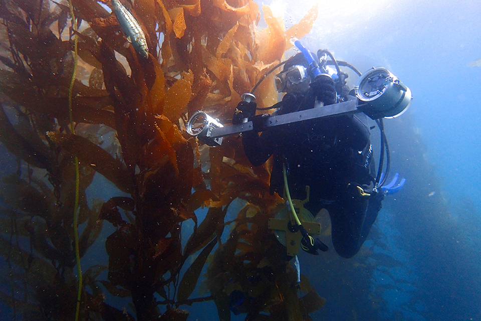 CSUN researchers used a diver-operated stereo-video camera system to document fish life in seven marine protected areas in a region known as the Southern California Bight. Photo by Hannah Nelson.