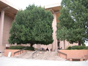 Trees in front of CSUN's Oviatt Library. Photo by Brenda Kanno