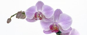 The next CSUN-al Gardening workshop explores the world of growing orchids. 