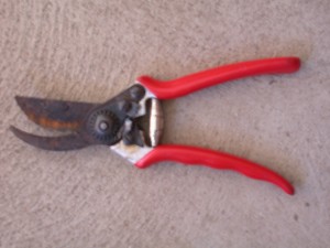 Secateurs 20190424