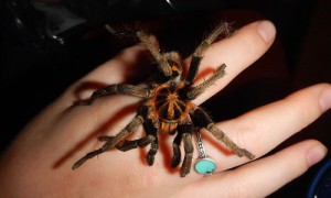 This “tiger tarantula,” held by CSUN biology master’s student Andrea Haberkern on her trip to Ecuador during the Tropical Biology Semester, was previously unknown to science. The spider was in the process of being described by one of the biologists at the Yasuni National Reserve station.