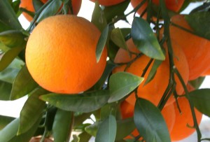 Trovita-oranges4web