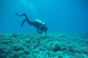 CSUN marine biology graduate student Daniel Sternberg dives in the tropical waters of Mo'orea. Photo provided by Peter Edmunds. 