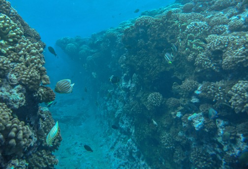 Branching corals growing on a wave-cut channel on the outer reef of Moorea. These corals were wiped out by voracious swarms of the Crown of Thorns seastar and, following a major cyclone in 2010, they started to rapidly regrow from large numbers of babies that settled when adult corals were removed (i.e., settlement was negatively related to the abundance of adults, as described in CSUN marine biologist Peter Edmunds' latest paper on coral reefs).