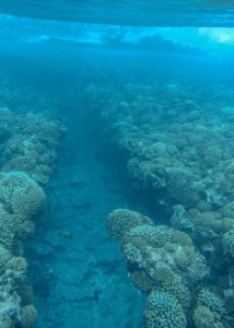Corals growing on a wave-cut channel on the outer reef of Moorea. Photo by Peter Edmunds.