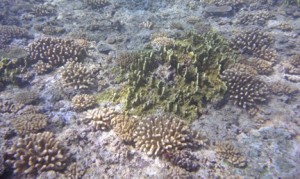 Shallow coral reef on the outer shore of Moorea showing the branching corals that are the subject of Edmunds' recent study. Bare carbonate rock is visible between them, and is the surface on which baby corals love to settle. The green coral in the center is “fire coral” which avoided being eaten by the Crown of Thorns Seastar. Photo by Peter Edmunds. 