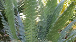 cycad-leaves4-web