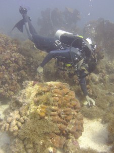 Researchers became forensic ecologists as they mapped the damage done to St. John's reef by two back-to-back Category 5 hurricanes. Photo courtesy of Peter Edmunds