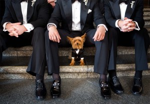 A very well dressed pup is suited up for the occasion. Photo courtesy of Joe Buissink. 