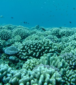 A shallow cora reef (about 10 meters in depth) on the north shore of Moorea, French Polynesia, in April 2018. This reef has rebounded from catastrophic damage in 2010 and, as this picture shows, part of the sea floor are almost fully covered by live coral. Photo by Peter Edmunds.