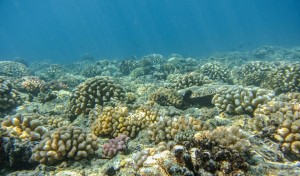 A shallow coral reef, about eight meters deep, on the north shore of Moorea, French Polynesia, in April 2018. This reef has rebounded from catastrophic damage in 2010 and in places now has about 70 percent of the sea floor covered in live coral. Photo by Peter Edmunds.