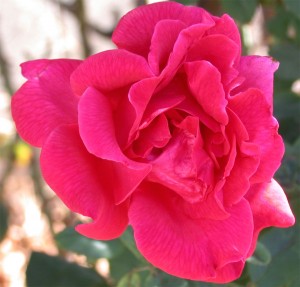 rose4web