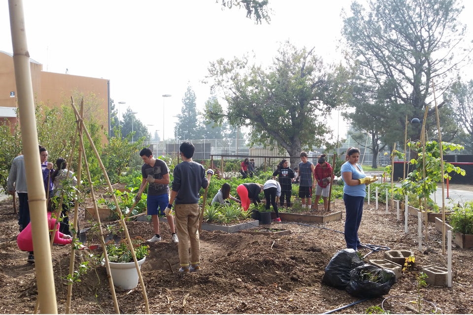 CSUN volunteers help add more plants to the campus food garden on Sustainability Day, in October 2015. Photo by Lee Choo.