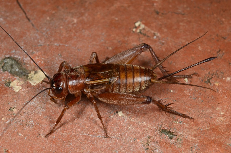 Gryllus Navajo; new species of Red-colored cricket found in Red Rock county of South-Eastern Utah and North-Eastern Arizona. Photo by: J. Hogue, Collections manager of biology department 
