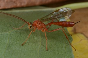 A female parasitoid wasp, Ophion. She will lay an egg in the immature stages of other insects, such as moths or beetles. Photo courtesy of Jim Hogue.