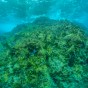 Surviving Coral Alone Cannot Keep Reefs Alive, CSUN Prof’s Research Shows