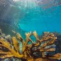 2017 Hurricanes Did Not Cause as Much Damage as Feared to Reef, Study Says