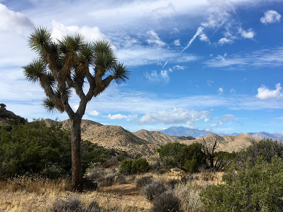 CSUN evolutionary biologist Jeremy Yoder will spend next spring creating a genetic map of the Mojave Desert's distinctive Joshua trees. Photo courtesy of Jeremy Yoder. 