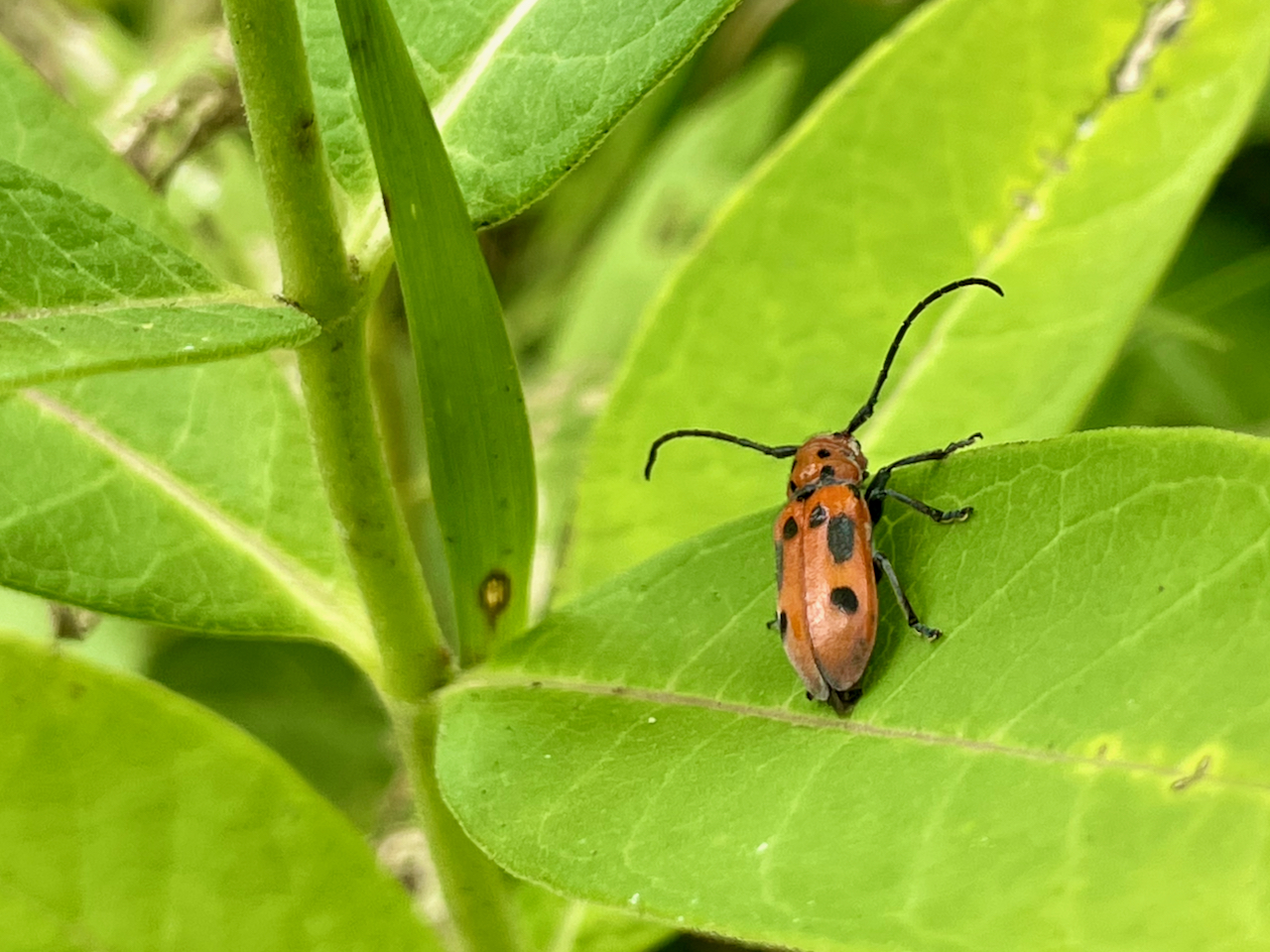 A red milkweed beetle on its host plant. CSUN evolutionary biologist Jeremy Yoder and a team of researchers have demonstrated that intimate interactions between insects and their host plants encourage the formation of new species. Photo courtesy of Jeremy Yoder.