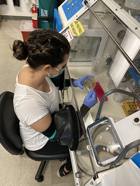 CSUN undergraduate Katherine Ramirez transferring an Akkermansia isolate onto solid media in an anaerobic glove box. Photo courtesy of Gilberto Flores.
