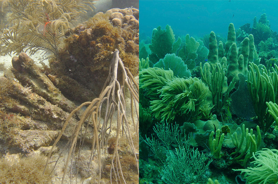 coral reefs in danger before and after