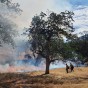 A tree stands in the middle of dry grass with smoke in the background. Two firefighters in firefighting gear are in the foreground.