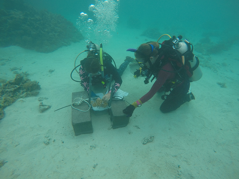 Danielle Becker on the left and CSUN marine biology professor Nyssa Silbiger on the right, collecting samples of Pocillopora acuta from one of the field sites in Mo'orea, French Polynesia. Photo by DM Barnas,