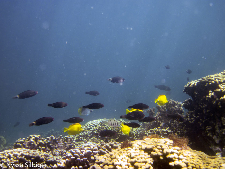 polluted coral reefs