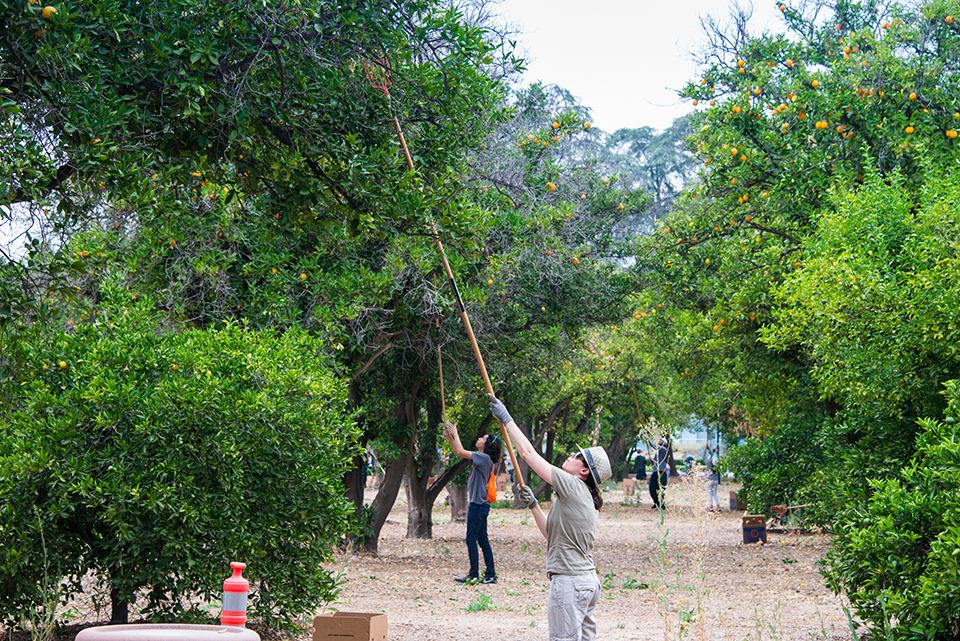 Person in foreground uses an orange picker to pick orange in CSUN's Orange Grove.