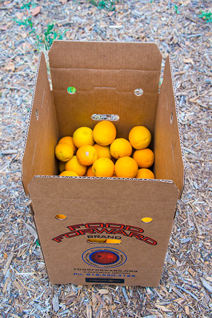 A box of several oranges picked and harvested from the CSUN Orange Grove, for local charities.