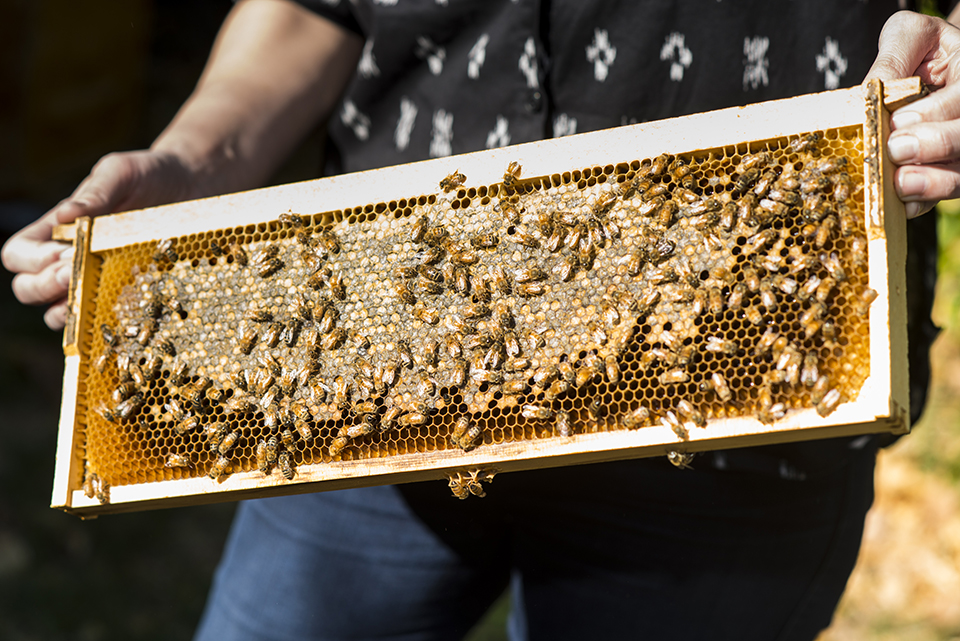 CSUN biology professor Rachel Mackelprang holds up a frame of a beehive located in the Botanic Garden.