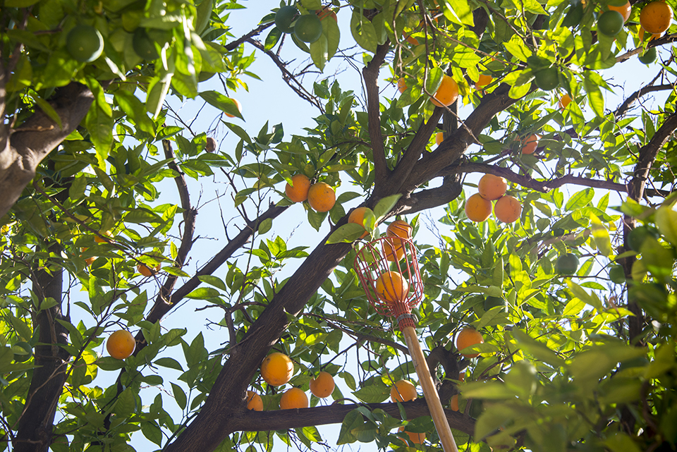 Oranges gathered in picking basket poles