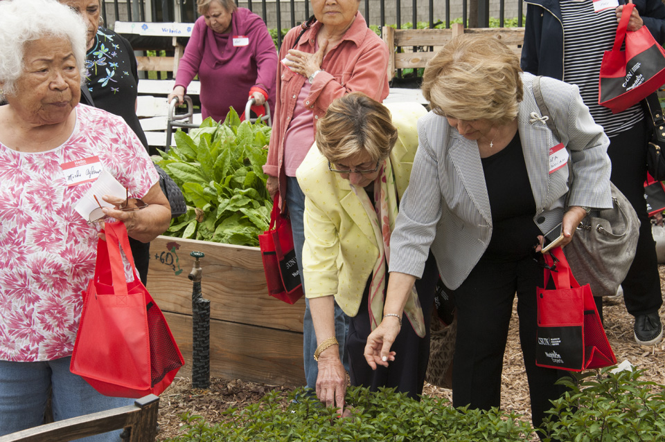 Participants of the Cooking for Health workshop in the Wellness Garden outside of Sequoia Hall harvesting plants.