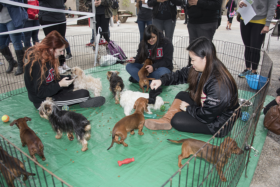Students playing with puppies