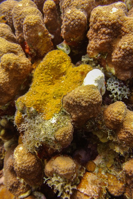 PAC starting to cover Orbicella annularis, a boulder star coral, at 14 meter depth. Photo by Peter Edmunds.