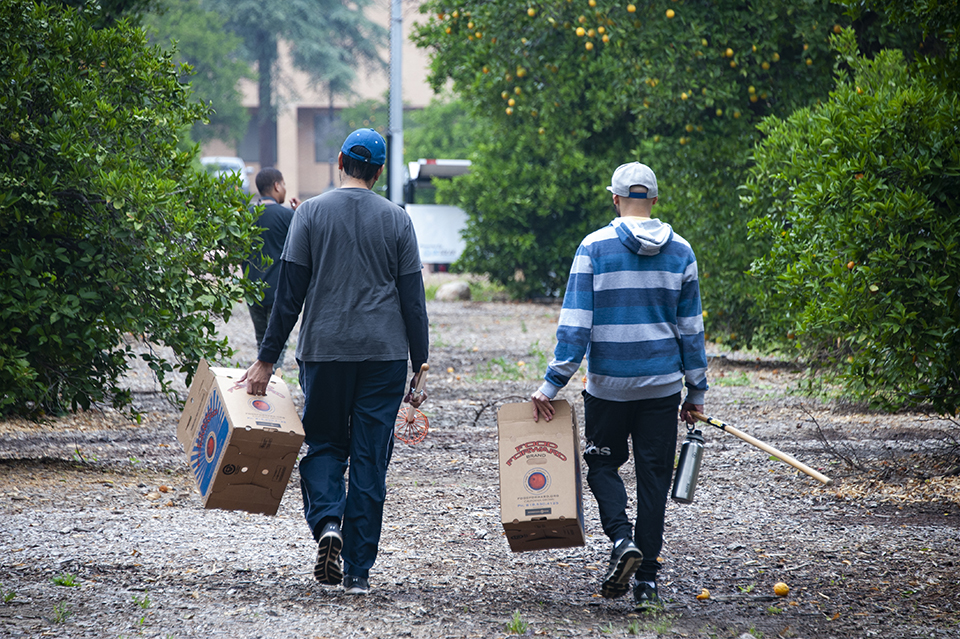 Two men walking away with a box of oranges.