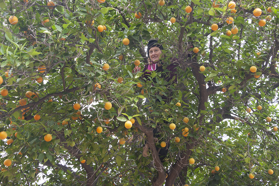 A woman up in an orange tree picking oranges.