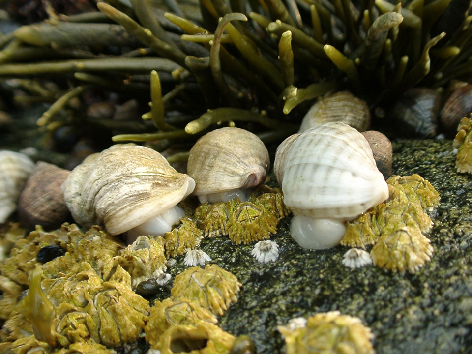 Dogwhelks feed on barnacles on the shores of Swan's Island in Maine. A new study documents the decline of these and three other intertidal species -- owing at least in part to climate change. Photo by Jonathan A. D. Fisher.