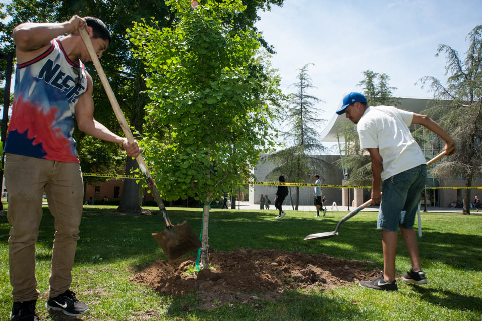 Two male students use shovels to fill in dirt around tree near Manzanita Hall.
