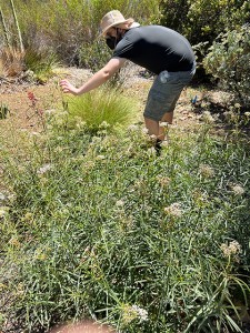 CSUN philosophy major Ethan Walsh collecting seeds from a native milkweed plant. Photo courtesy of Ethan Walsh.