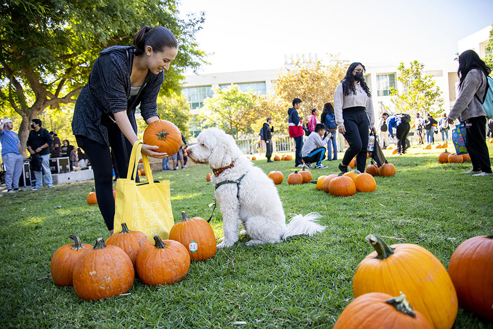 Young woman putting a pumpkin in a shopping bag and a white dog sits next to her sniffing the pumpkin on the lawn at Matador Square.