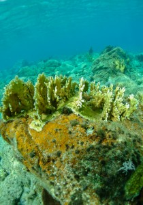 In the battle over the limited space on the shallow reefs of St. John, CSUN's Peter Edmunds has declared fire corals (above) — with their ability grow either as sheets or trees — the winner. Photo courtesy of Peter Edmunds.