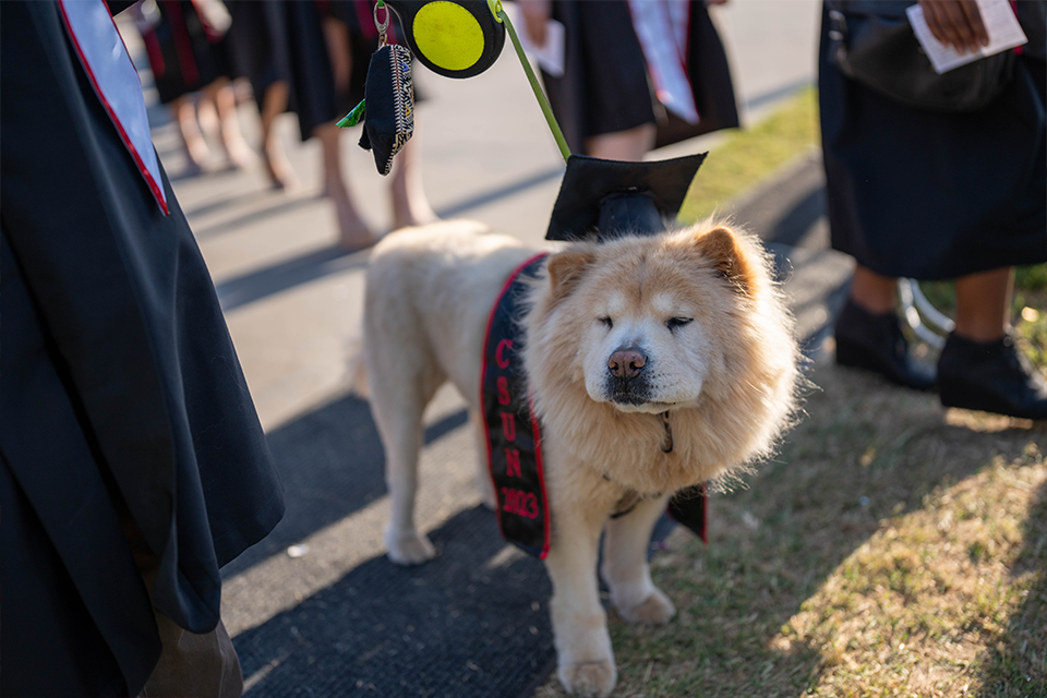Dog wearing tiny mortarboard with a sash