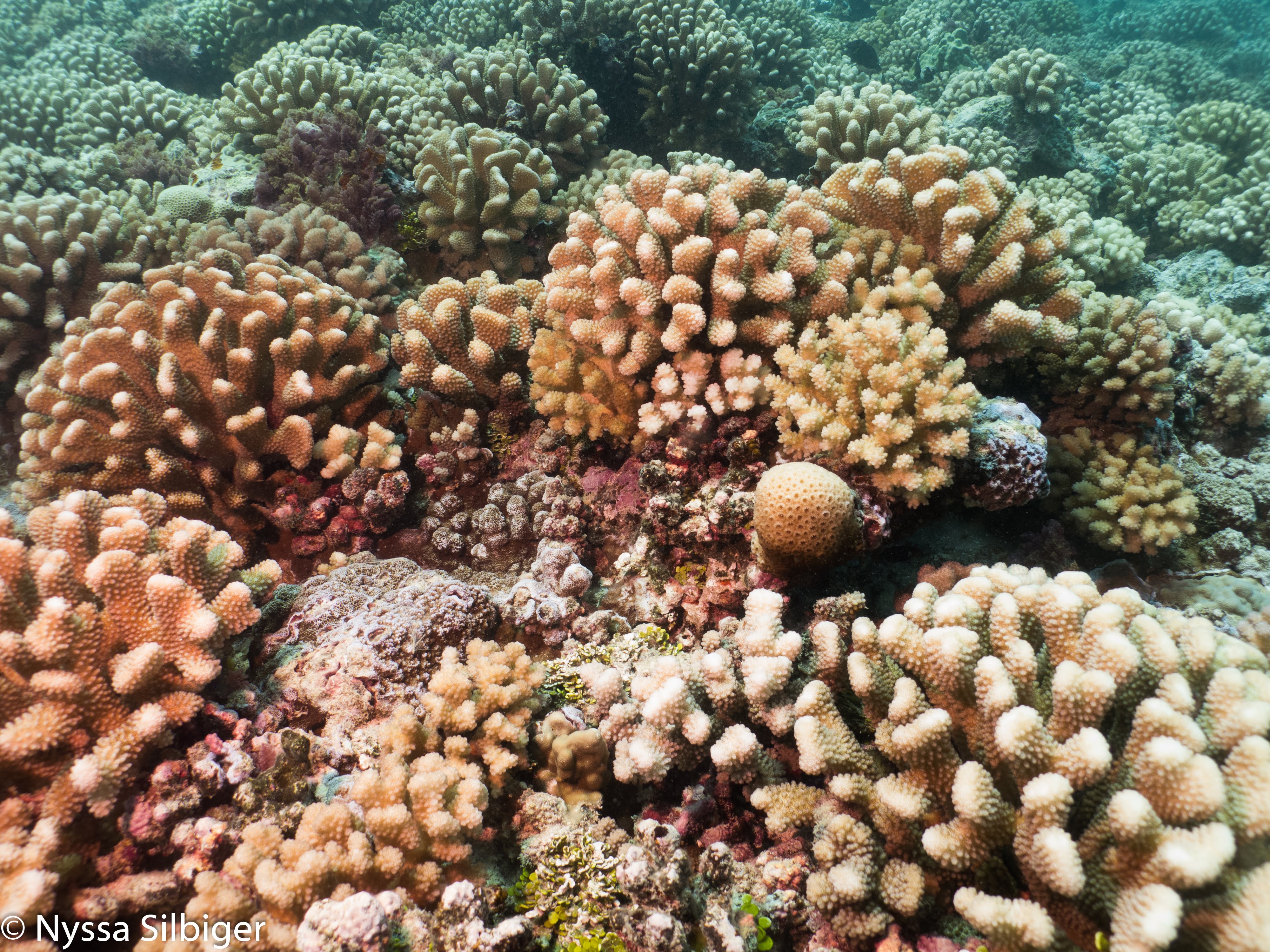 Coral Reef photographed in Mo'orea, French Polynesia. Photo courtesy of Nyssa Silbiger